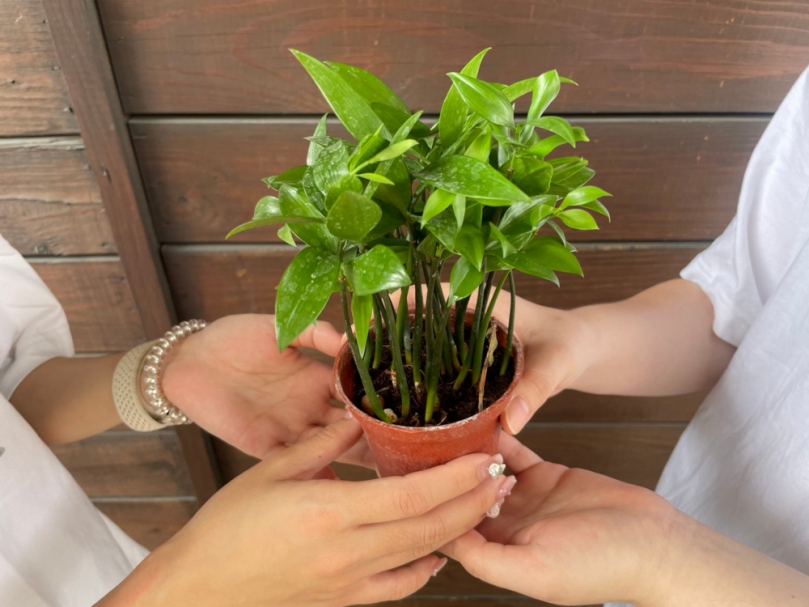 基隆浪曲嘉年華將登場 新北贈千苗邀植樹