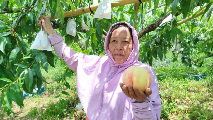 田媽媽水蜜桃   不老居紅茶    新竹尖石珍寶多   就等你來探密！