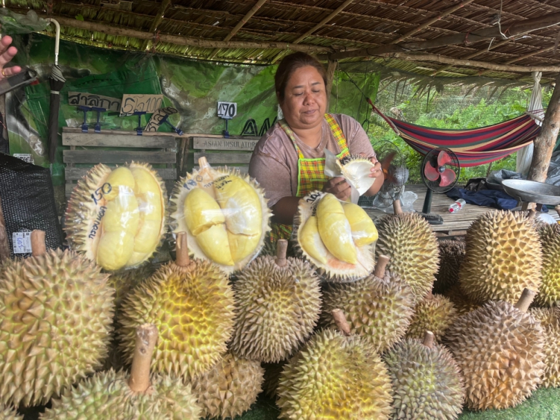今年泰國迎來金枕頭榴槤豐收季、產量充足帶動價格親民、讓國內外遊客大呼過癮、根據當地市場行情、新鮮金枕頭榴槤平均每公斤售價僅80至100泰銖、一顆中等大小的榴槤約200泰銖即可入手、價格較往年更為實惠、吸引大批觀光客吃到爽。