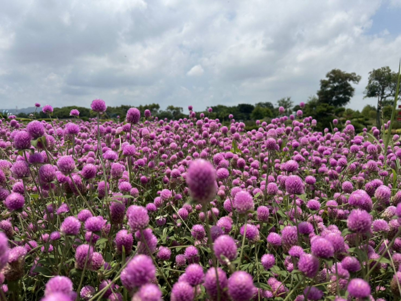 1000株千日紅夢幻登場！ 后里環保公園化身粉紫童話花園