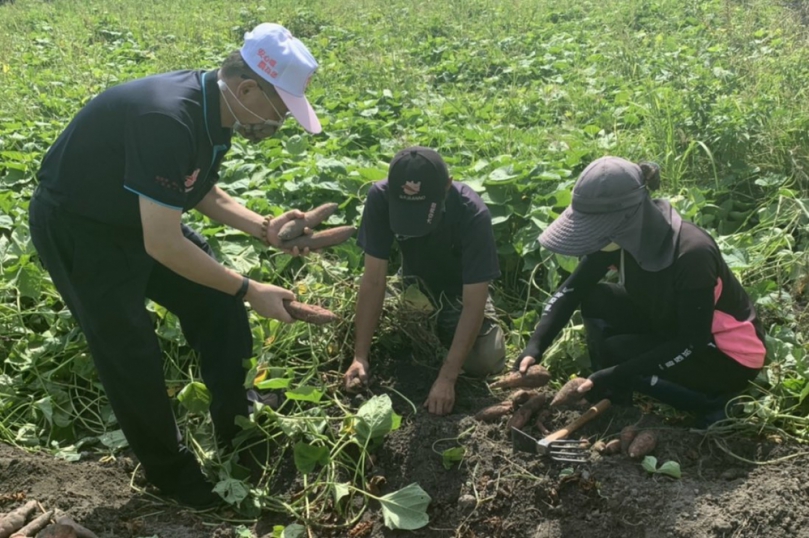 大安農會推廣種植地瓜有成  價格提升、農民收益高