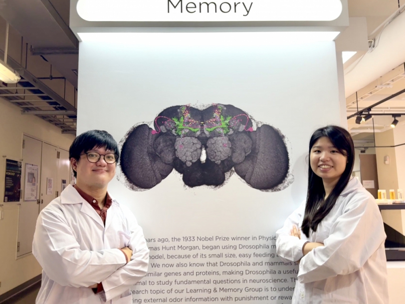 果蠅如何判斷立即危險？清華大學破解大腦三型細胞分工  大幅提高生存率