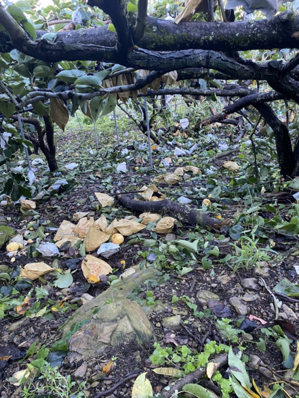 中市梨、和平區七卡段等35地段果樹類及塑膠布溫網室災損  8月29日前可申請現金救助