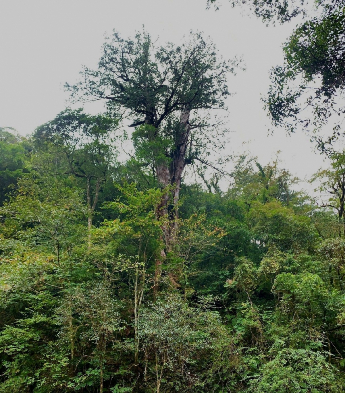 倒下的巨木   變身為木椅    新竹林業分署賦予枯木新生命