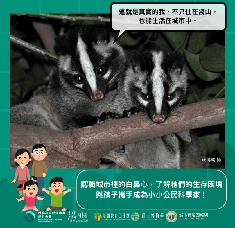 果子狸現身都市叢林   滿月圓「城市狸貓保衛戰」歡迎來體驗！