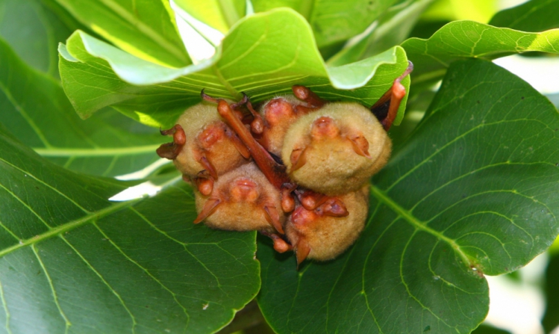 林業保育署攜手黃金蝙蝠生態館　國際講座聚焦能源與生態平衡