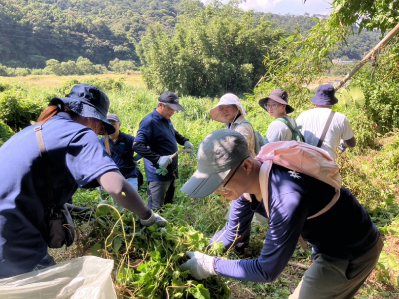 新竹林業分署斬除環境公敵不手軟   攜手三洽水環境教育中心   150人合力拔除小花蔓澤蘭