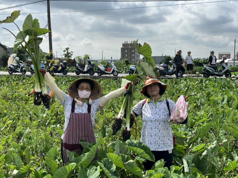 大甲區農會舉辦芋頭採收體驗　青農許倍崙帶領社區年長者走入田間