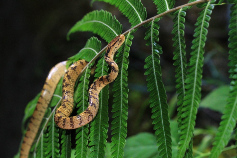 《八方蛇集-八仙山蛇類觀察筆記》新書發表3種鈍頭蛇齊聚同棲地 林業及自然保育署臺中分署完整揭露28種蛇類的神秘面紗