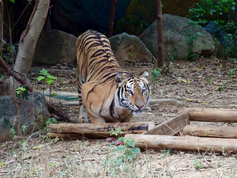 新竹市動物園動物也過中秋   建興儲存員工製作專屬月餅