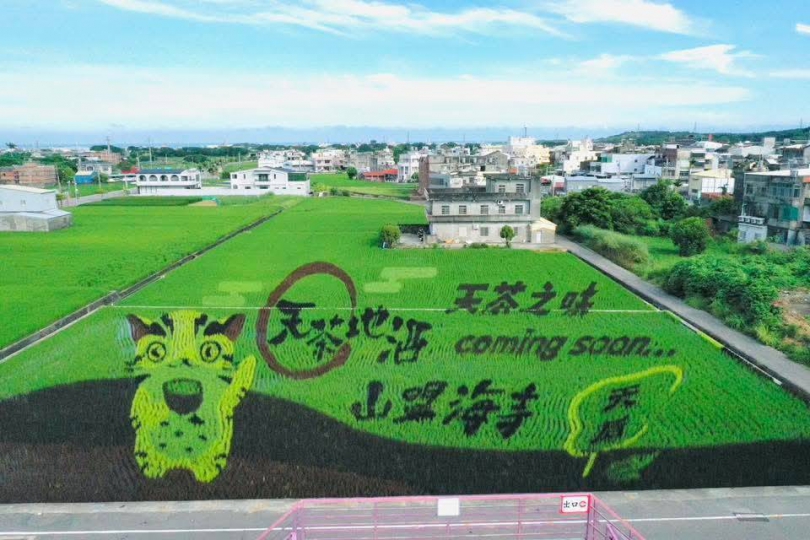 苑裡彩繪稻田「天茶地酒山盟海寺」熱力登場，超好拍，藏驚喜彩蛋！