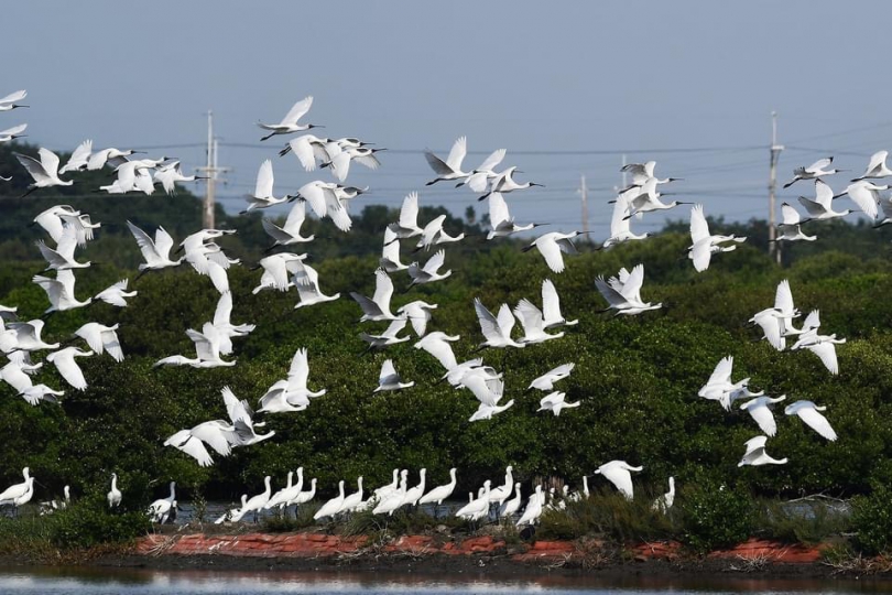 300隻黑琵陸續飛抵臺南度冬！2025黑面琵鷺保育季26日登場