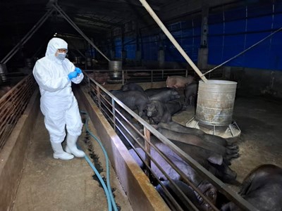 養豬場疑似非洲豬瘟中市府啟動四大防疫措施全力配合農業部防疫