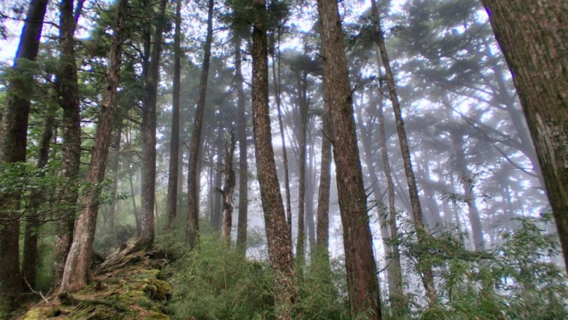 連假森呼吸  野生版《動物森友會》就在大雪山國家森林遊樂區