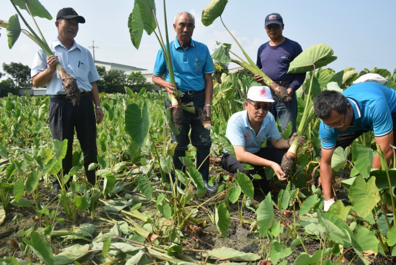大安區優質營農環境專區  開創種芋新世界健康芋頭種苗  提供農民新選擇