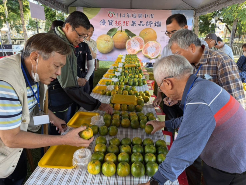 中市優質椪柑評鑑結果出爐 東勢區詹前慶榮獲今年「椪柑王」！