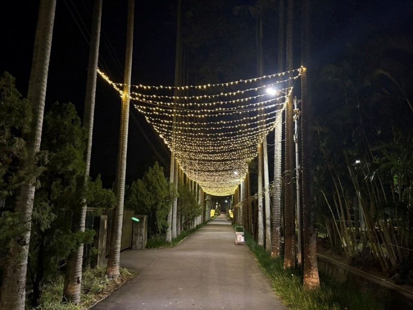 燈下花容顯嬌羞　士林官邸菊展夜間欣賞燈菊輝映美景