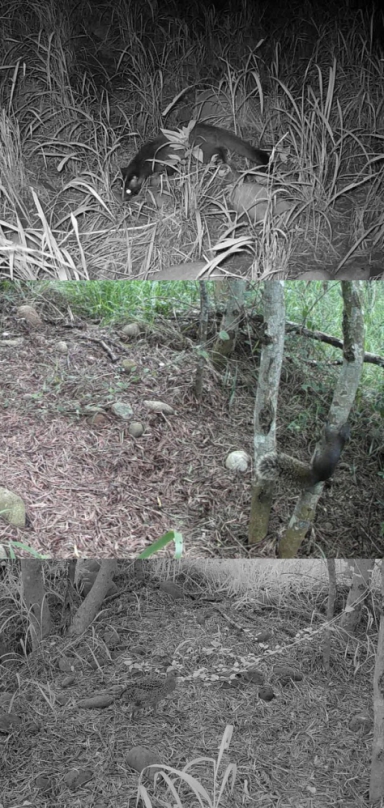 石虎暌違二十年重現鹿寮南溪 大肚臺地綠網保育軸帶生態復育見成效