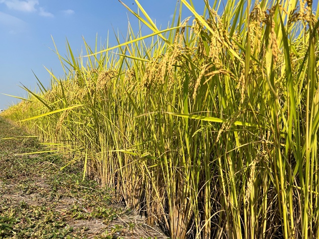 「台農88號」香米    耐熱省水、智慧監測打造永續稻作