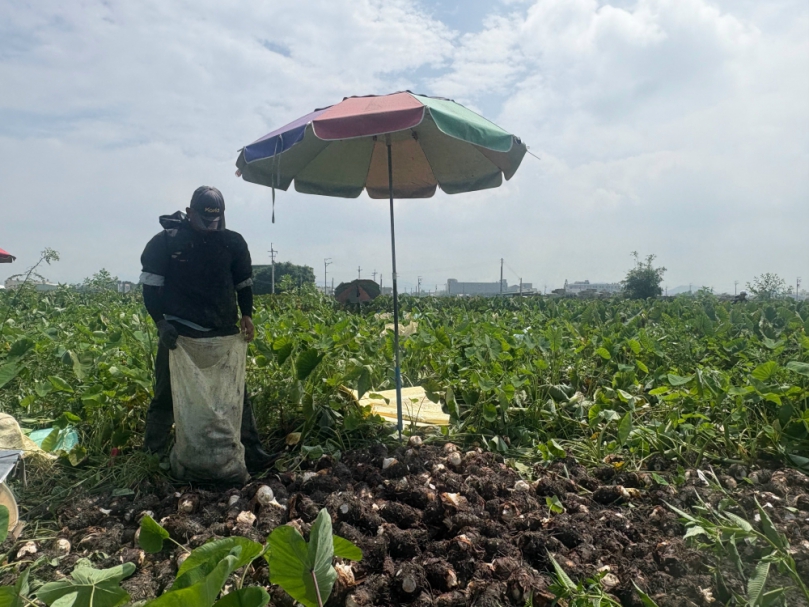 品質優越口味佳享譽全國大甲芋頭　時下是最好吃時刻