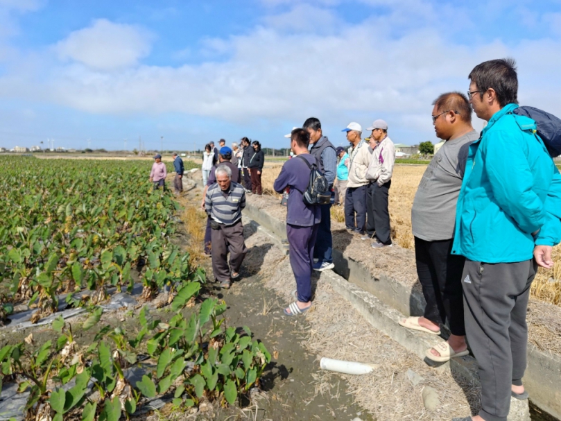 114年度臺中市大安區優質營農環境專區暨芋頭健康種苗田間觀摩講習會  推動大安芋頭健康種苗成果亮眼