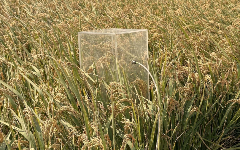 益生菌技術助水稻田減碳　雲林打造低碳農業新模式