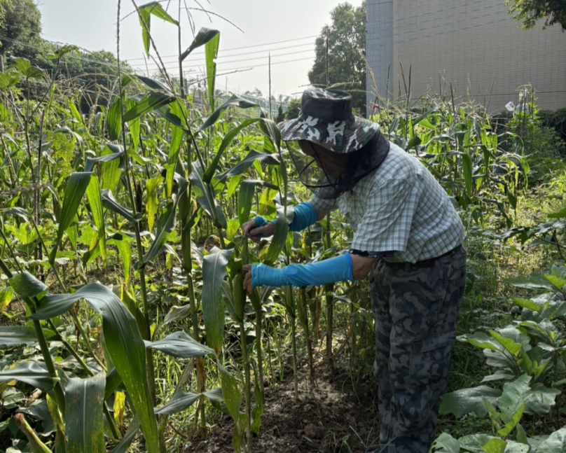 免費當5個月都市農夫！台中「環保農園」開放抽籤  30個名額等你來體驗