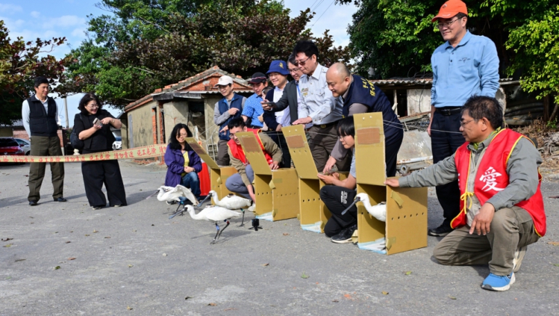 台南市政府農業局將W31~34傷癒4隻黑琵野放了！祝福黑琵展翅翱翔