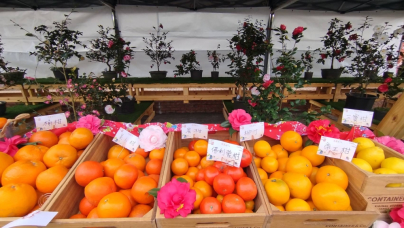 來寶山豈可空手回！賞茶花品柑橘正是時候