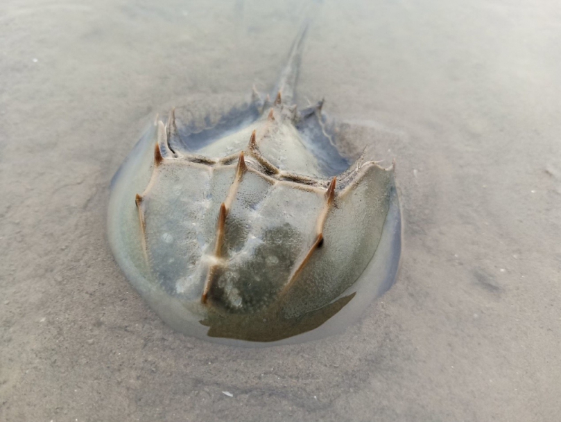 香山濕地三棘鱟調查出爐    幼鱟族群連年穩定成長