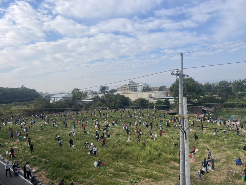 草屯朝清宮草屯媽開放廟前採蘿蔔　與信眾同樂迎新年　祈求好彩頭