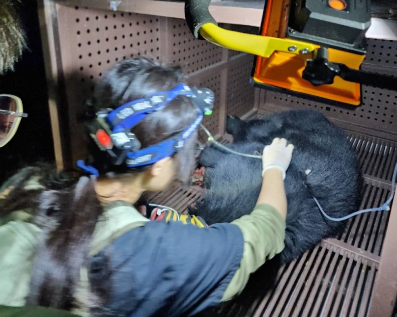 台灣黑熊司馬限林道受困陷阱    救出後送南投集集動物站急救