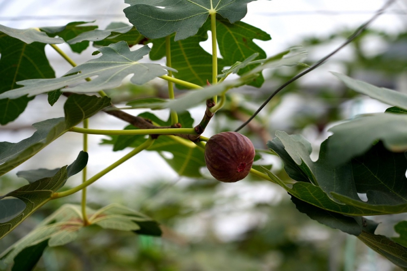 斗六無花果園智慧化升級　農損率降95%吸睛全台