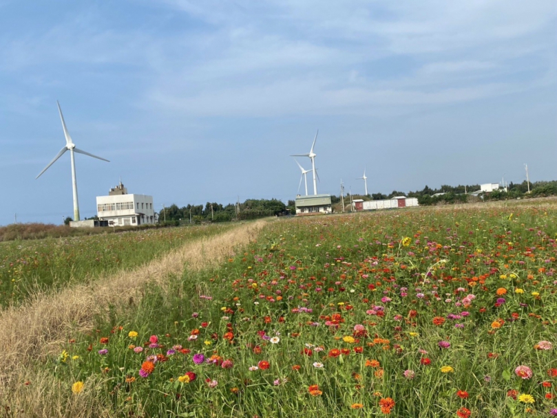 大甲匠師的故鄉區內百日草盛開　艷麗了整片田野是拍照打卡美點