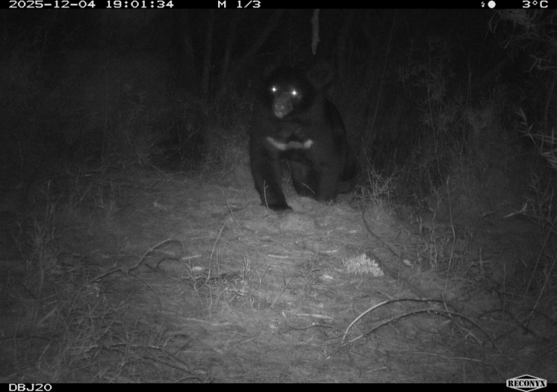 小心熊出沒！九九山莊、霞喀羅現熊蹤   新竹分署提醒春節登山提高警覺