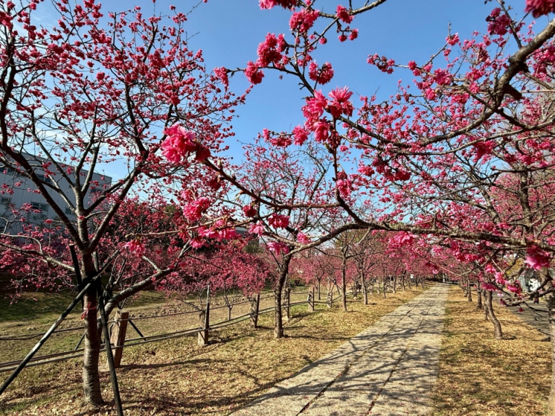 賞櫻花玩麗寶！OUTLET購物、餐飲優惠一次看