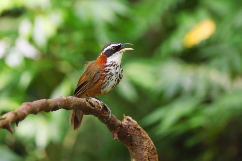 全台首創大雪山鳥音模仿比賽啟動　以創新競賽深化生態教育