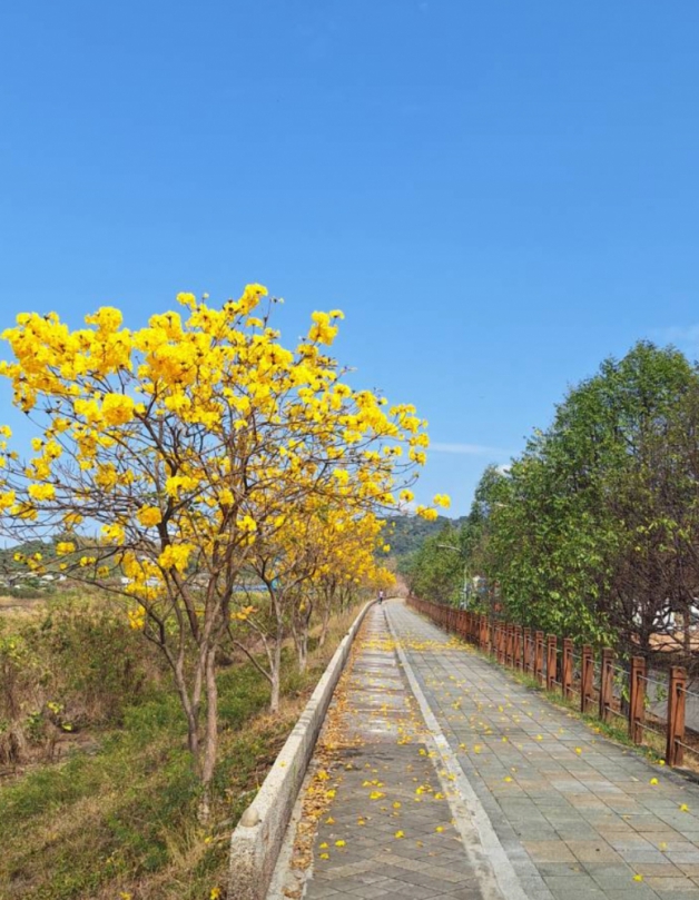 地方陳情爭取保留太平區太堤東路堤防堤頂黃花風鈴木  目前花開茂盛成為地方美景
