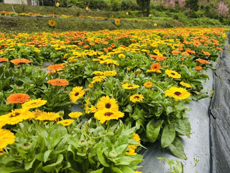 尖石那羅灣金盞花怒放   黃金香草部落歡迎你來走春