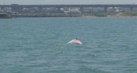 大甲匠師的故鄉永續環境媽祖魚現蹤