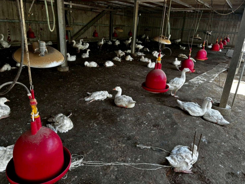 水林再傳禽流感確診案例　防疫所籲養禽業強化生物安全