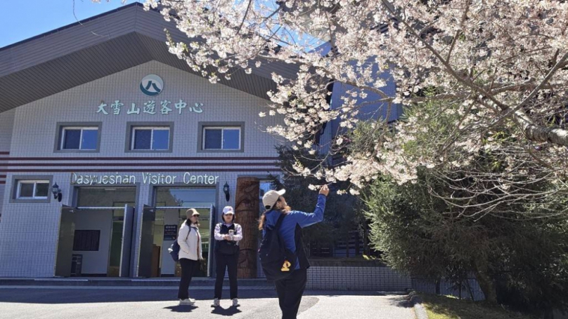 大雪山霧社櫻綻放 雪白櫻花與紅粉山櫻共譜春日浪漫
