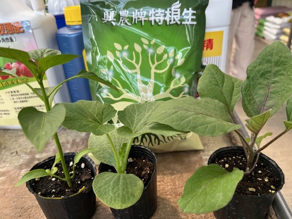 天然木黴菌能防治病害   太平將請專家講解作物健康管理