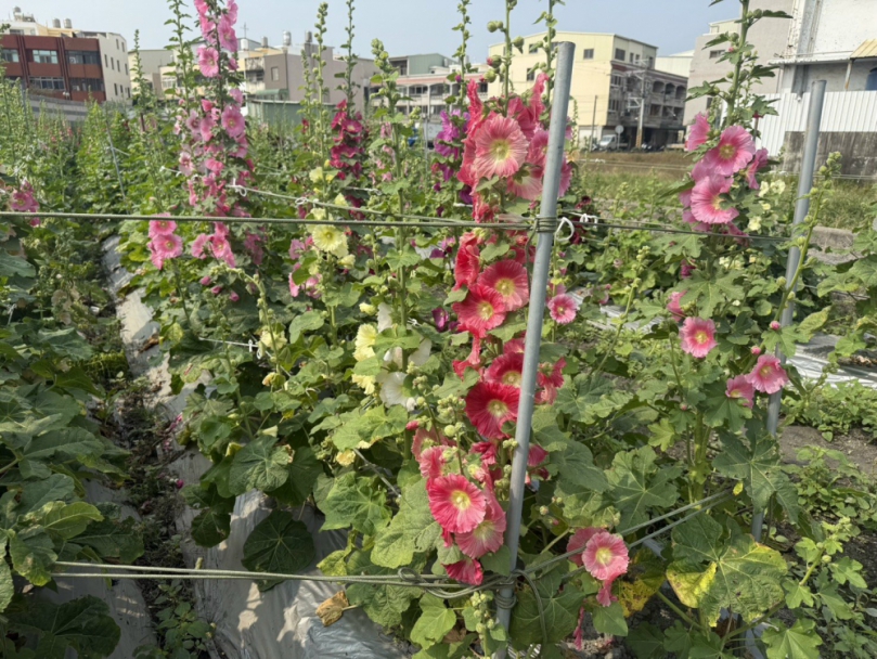大甲區岷山里蜀葵花季展開　現場有吃有看又有拿