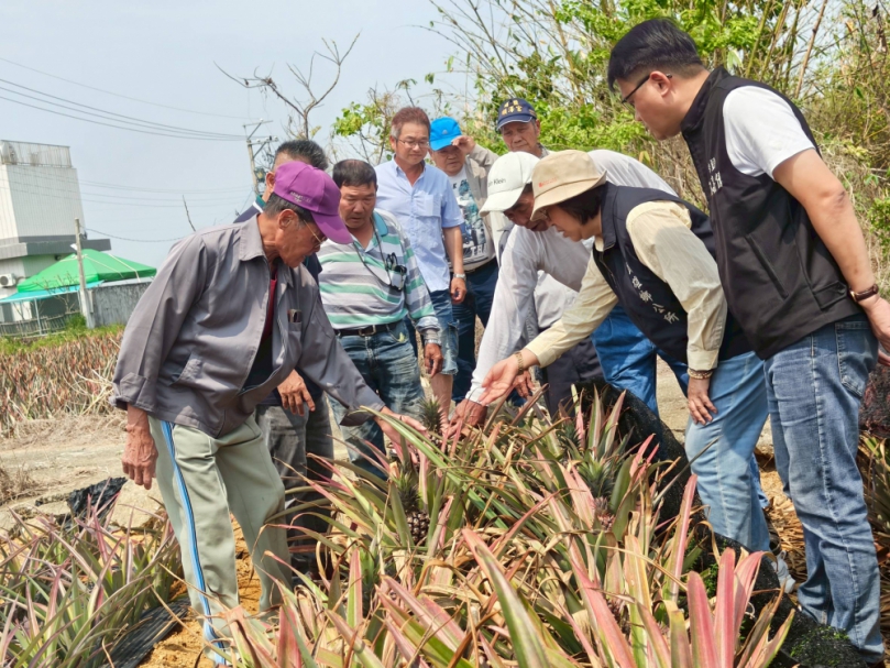 民雄鄉鳳梨受乾旱植株生長遲緩 鄉長林于玲現場會勘關心農民