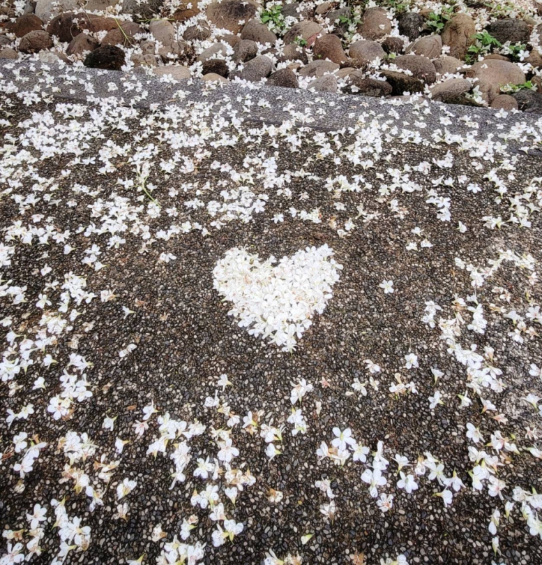 荷苞山桐花祭結合客家文化　多元體驗打造山林藝術盛會