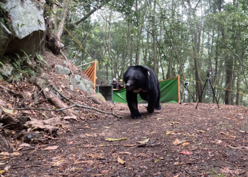臺中武陵受困黑熊傷癒重返山林