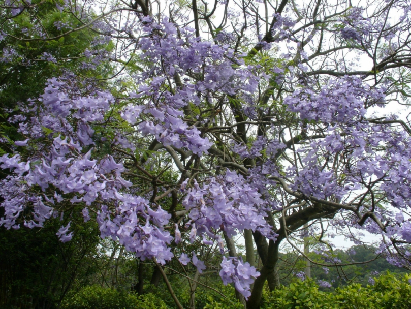 鐵砧山風景區「藍楹樹」盛開　美色讓遊客流連忘返