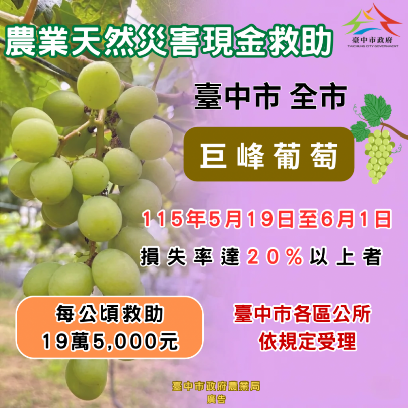 中市巨峰葡萄豪雨受損   農業局籲6月1日前申請現金救助