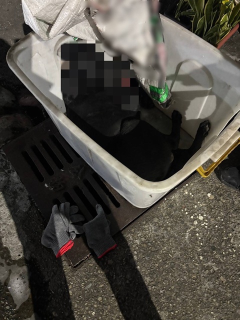 不捨毛孩被撞  烏日警民合力搶救  結局令人心疼